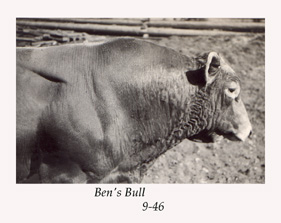 Ben's Bull
